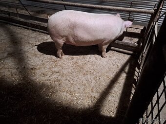 Vykrmená prasata - 3