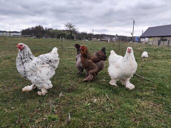 Brahmánka NV - mix barev - 3