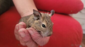 Osmák degu - 3