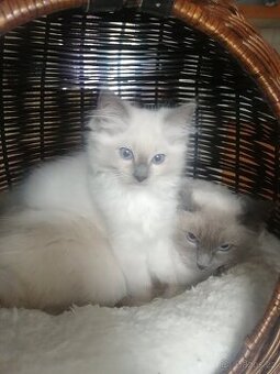 Ragdoll - 3