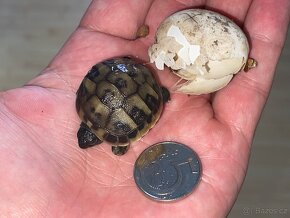 Želva zelenavá - mláďata - 3