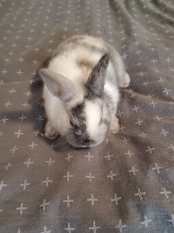 Zakrslý králík králíček - 3