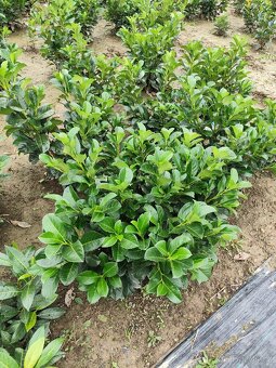 Bobkovisen novita - 3