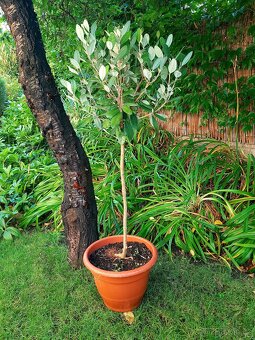 rostliny do zimní zahrady, zimní zahrada, oranžerie - 3