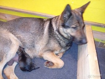 Německý ovčák štěňata - 3