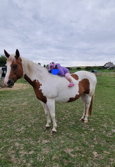 Aph březí klisna, společník - 3