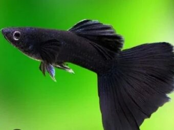 Guppy farma Senohraby - 3