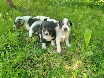Jack Russell teriér - 3