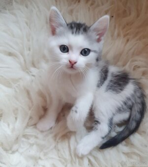 Koťátka whiskas - 3