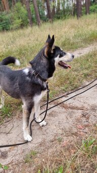 ARES K ADOPCI - přátelský mazel, vhodný k dětem - 3