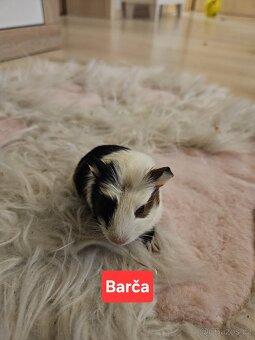 Morčata - miminka. - 3