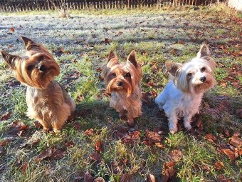 Yorkšírský teriér, Biewer jorkšírský teriér krytí,připuštění - 3