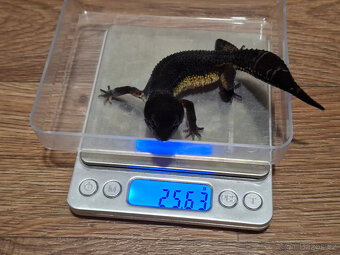 Gekončík noční (Eublepharis macularius) - Black night - 3