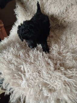 Pudl Pudlík toy - 3