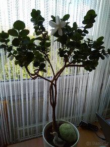 Carisa, exotická vonná rostlina s krásnými zelenými listy. - 3