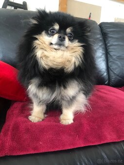 Pomeranian s PP FCI - 3
