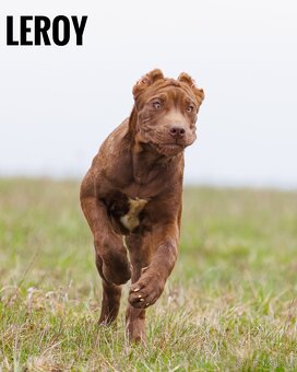 Bandog - 3