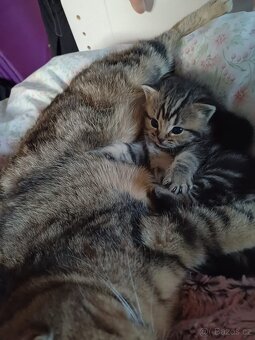 Kotě - britská zlatá whiskas - bez PP, kočička - 3