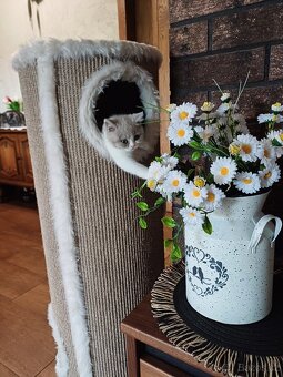 Britska koťata - 3