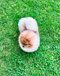 Nabízím jako domácího mazlíčka pomeraniana pejska - 3