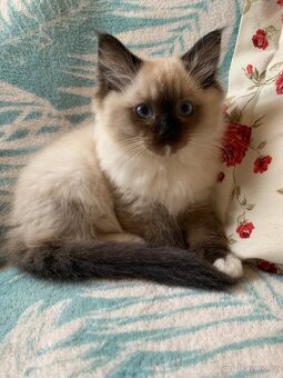 ❤️❤️Ragdoll s PP kočičky - 3
