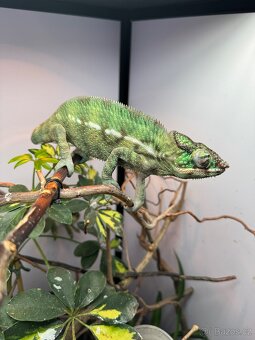 Chameleon pardálí Nosy be - 3