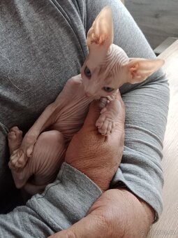 Kocourek kanadský sphynx bez PP - 3