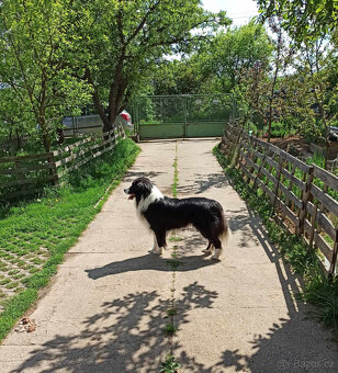 Pes border kolie ke krytí feny bez PP - 3