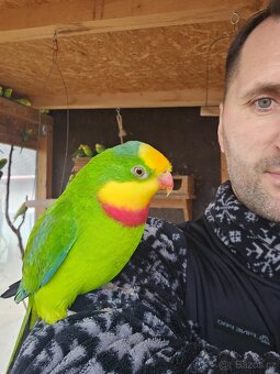 Papoušek nádherný - 3