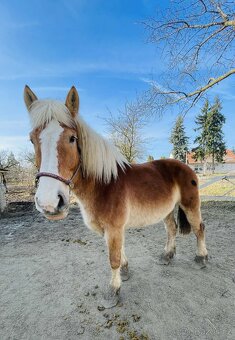 9 letá klisna ČMB - 3