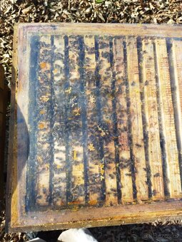 Vyzimovaná včelstva - 3