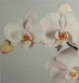 Sada 3 obrazů Orchid (tisk na plátně) - 3