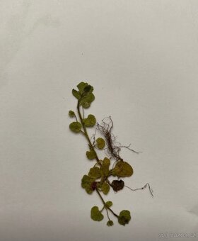 Herbář - 3