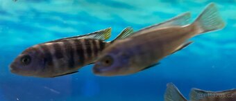 Tlamovci Pseudotropheus Elongatus Mpanga - 3