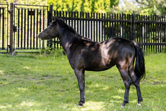 Pony kobylka - 3