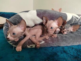 Kanadský sphynx - 3