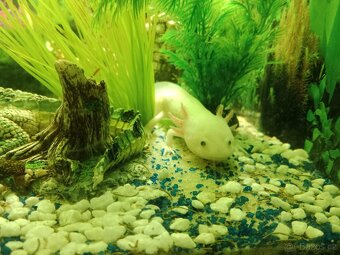 Axolotl - 3