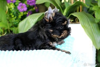 jorkšírský terrier s PP (Colorful) - 3