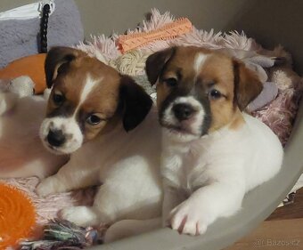 Jack Russell Terier - pejsek s pp - 3