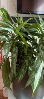 Aglaonema Maria, pokojová rostlina. - 3