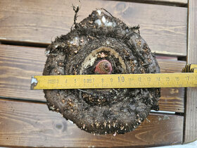 Prodam hlízy Zmijovce různé velikosti - 3