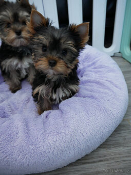 Jorkšírský teriér  - spaltbiewer - 3