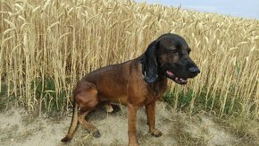 Bavorský barvář - krytí bez PP - 3