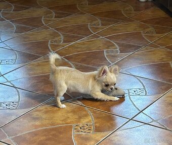 Čivava dlouhosrstá - 3