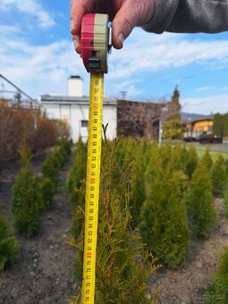 Thuje smaragd (tuje) - 3