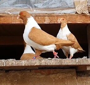 Moravský pštros žlutý - 3