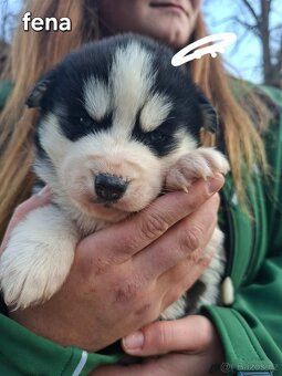 Sibiřský husky - 3