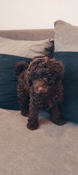 Pudl trpasličí čoko fenka s pp - 3