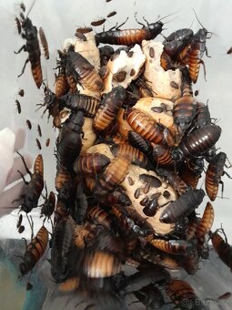 Šváb madagaskarský, syčící – Gromphadorhina portentosa - 3