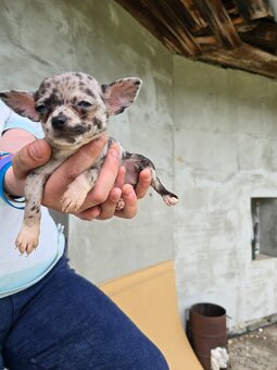Mini civava - 3